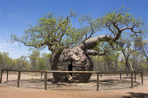 Everything Thats Great About Boab Trees Evening Report