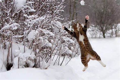 Pin By Katharina Smietana On Winter Scenes In 2020 Crazy Cats Cats
