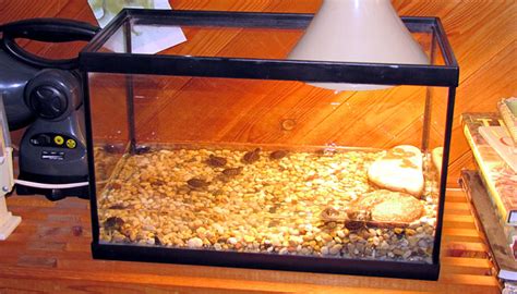 Check spelling or type a new query. baby turtle tanks