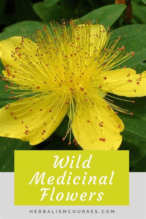 Wild Medicinal Plants 5 Common Healing Flowers Home Herb School