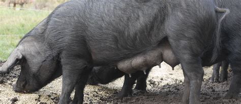 Porc Noir De Bigorre Local Pork From Hautes Pyrénées France