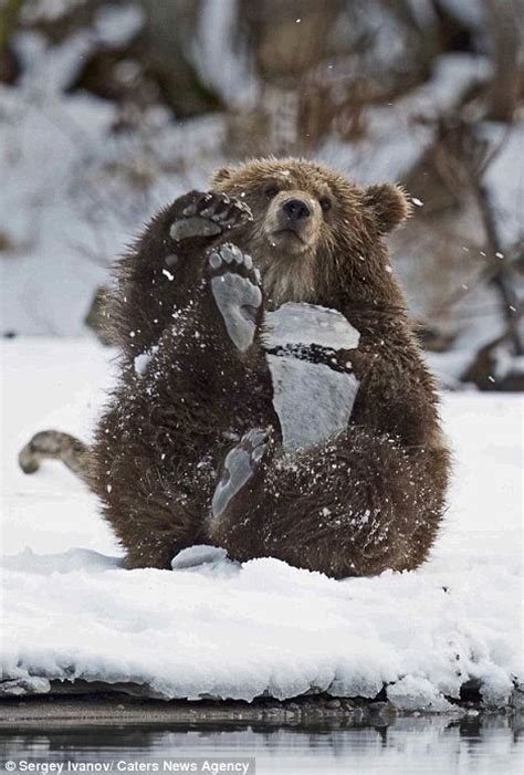 Bear Cub Demolishes Sheet Of Ice With High Kick In Kronotsy Reserve