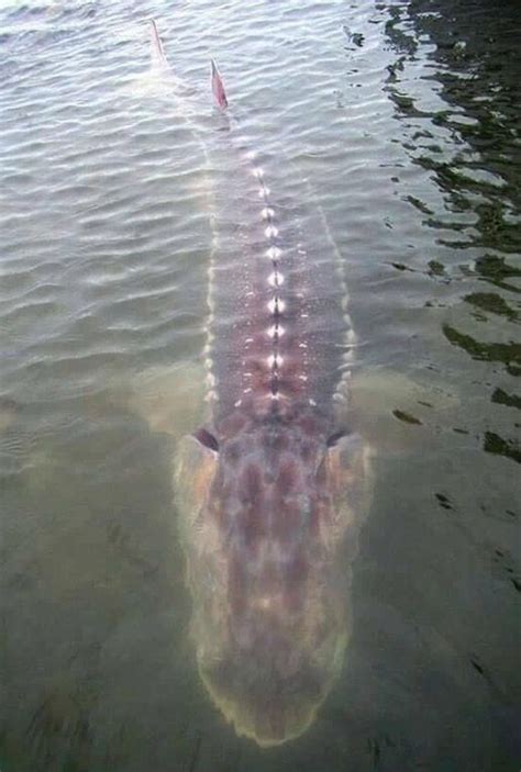 A Giant Sturgeon X Post From Rpics Thedepthsbelow Sturgeon Fish