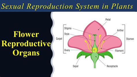 Sexual Parts Of Flower Reproductive System In Flowering Plants Youtube