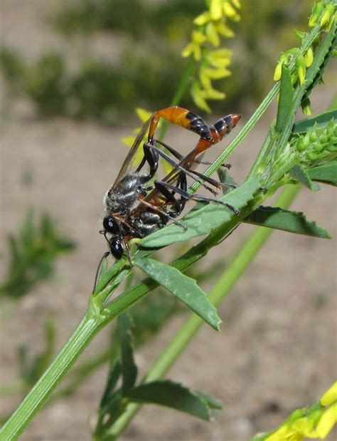 Bug Eric Wasp Wednesday Wasps In Love