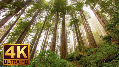 Redwoods Backgrounds And Wallpapers 65 Images