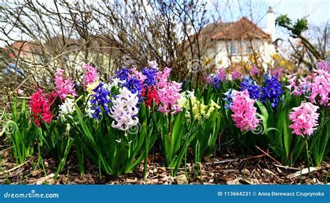 Beautiful Colorful Fragrant Spring Flowers Hyacinth Stock Image