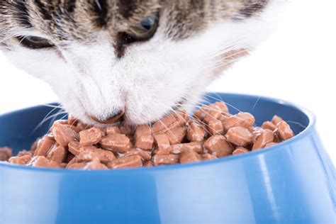 The Best Wet Cat Foods Of 2021 Pet Life Today