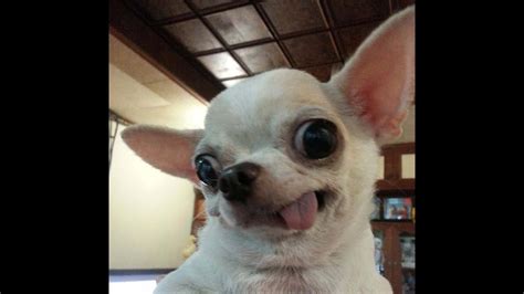 Download Funny Chihuahua Happy Pictures
