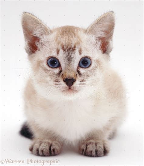 Tabby Point Siamese Kitten Crouched And Mistrustful Photo Wp19107