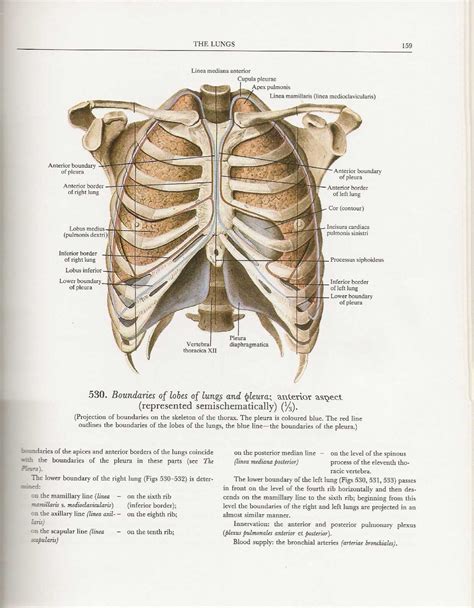The left lung is behind the ribs from the anatomic position, standing. THE BOUNDARIES OF THE LUNGS