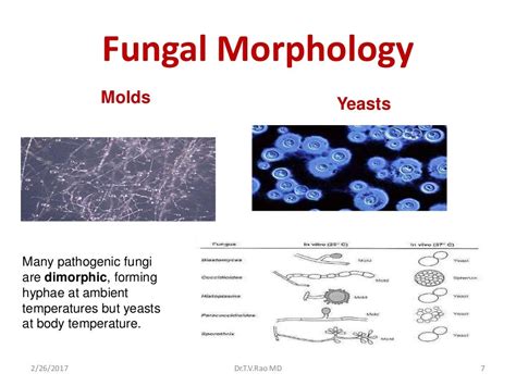 Morphology Of Fungi