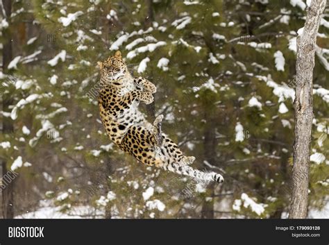 Amur Leopard In A Snowy Forest Hunting For Prey Stock Photo And Stock