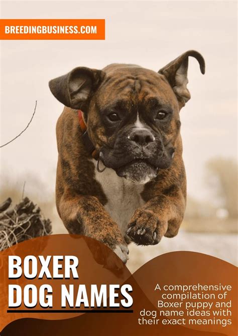 140 Boxer Dog Names Name Ideas For Strong And Tough Boxer Pups
