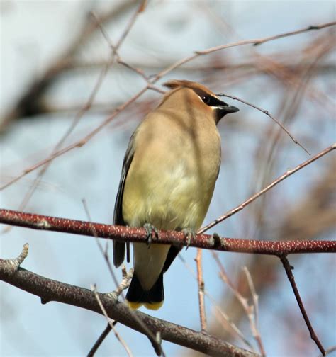 Boise Daily Photo Great Backyard Bird Count