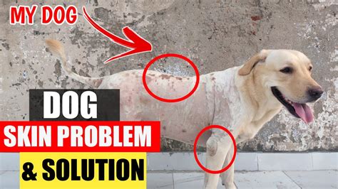 Dog Skin Problem And There Solution In Hindi Skin Allergy Of Dog