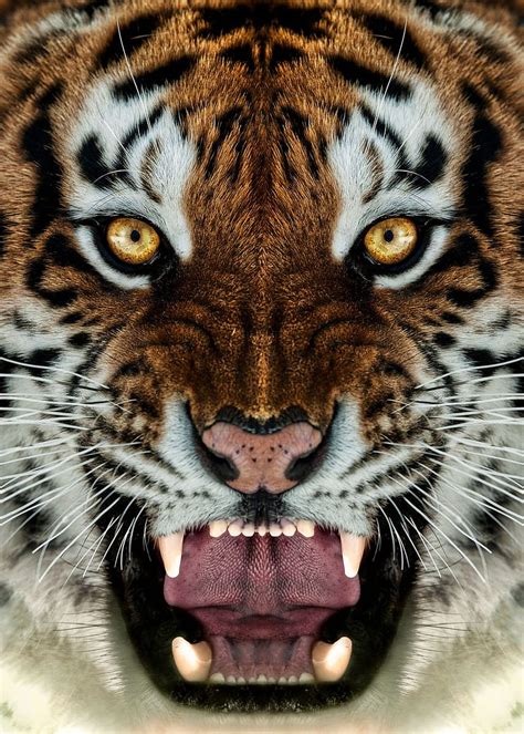 Angry Tiger Face Poster Hd Phone Wallpaper Pxfuel