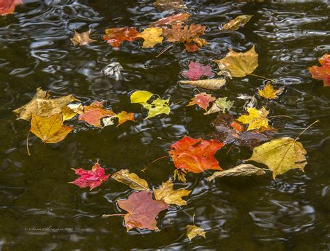 Autumn Leaves In River Photograph By Sam Sherman