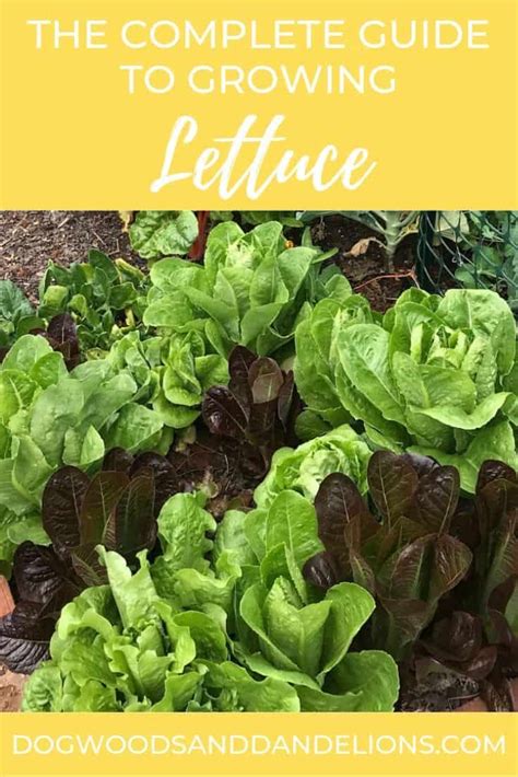 How To Grow Lettuce Growing Lettuce How To Harvest Lettuce Backyard