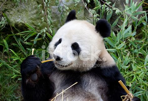 Giant Panda Eating Bamboo Stock Photos