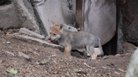 Nacen Crías De Lobo Mexicano En Chapultepec Es Una Especie En Riesgo N