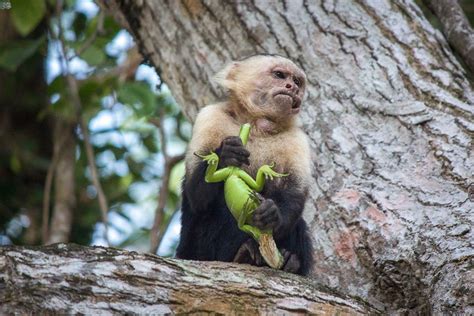 Capuchin Monkey Pet Price Pets Animals Us