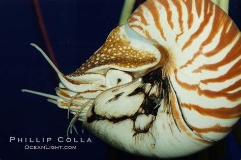 Chambered Nautilus Photo Stock Photograph Of A Chambered Nautilus