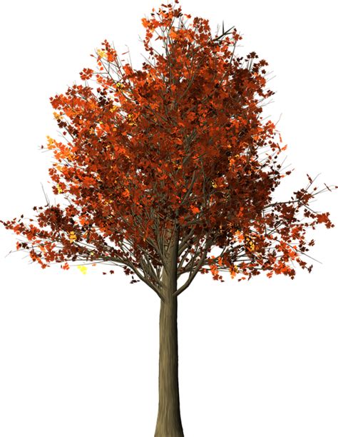 Tree Maple Fall · Free image on Pixabay png image