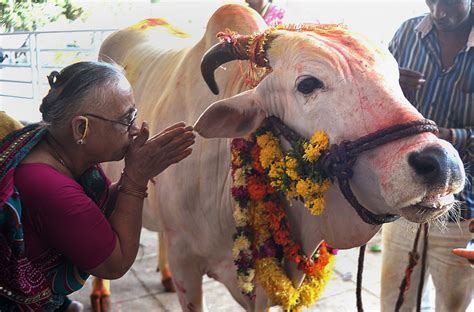 Holy Cow Maharashtra Beefban Sparks Social Media Storm