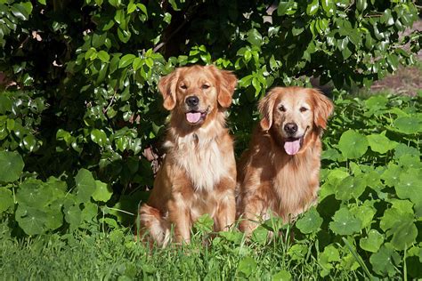 Two Golden Retrievers Sitting At A Park Photograph By Zandria Muench