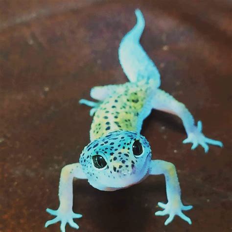 My Leopard Gecko Looking At The Camera Cute Lizard Pet Lizards Cute