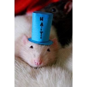 Do hat/rat rejections count against stopped by reputation filtering? naw look at your hat (With images) | Fancy rat, What is ...