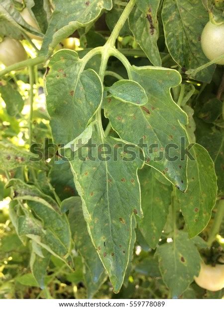 Gray Leaf Spot On Tomato Caused Foto De Stock 559778089 Shutterstock