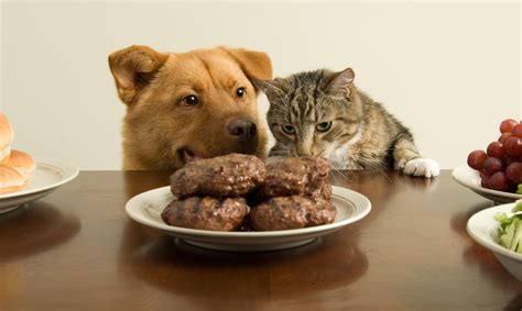 We tried our cats on the just food for cats. Labor Day Tips | Pet Poison Helpline