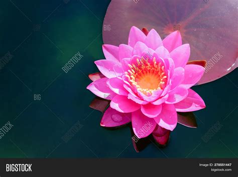 Top View Pink Flower Image And Photo Free Trial Bigstock