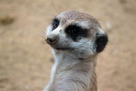 Free Images Wildlife Mammal Fauna Whiskers Vertebrate Meerkat