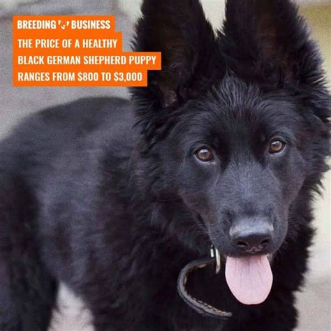 Black German Shepherds Genetics Prices And Breeders Free Guide