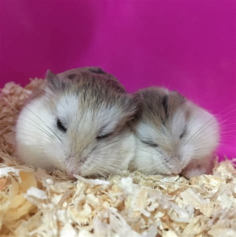 Roborovski Dwarf Hamsters