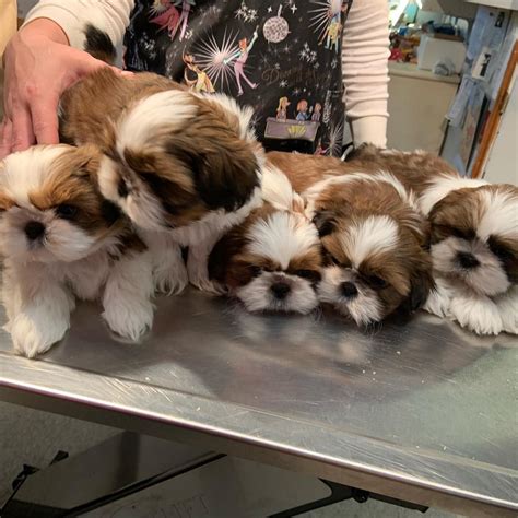 Shih Tzu Puppies For Sale Dallas Tx Petzlover