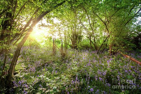 Sunrise Streaming Through Bluebell Wood In Spring Photograph By Simon