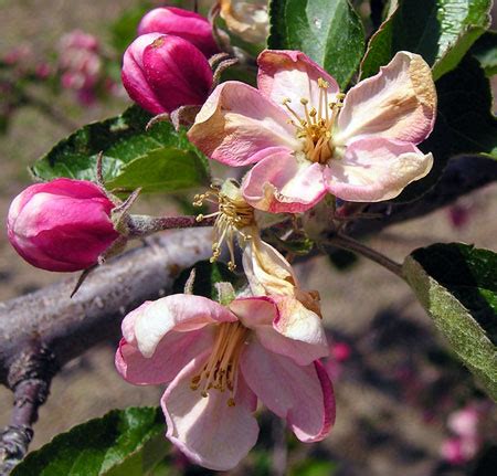 Plant your apple trees in full sun (6 to 8 hours a day) on well drained, fertile soil about 15 feet apart. Freeze impact becoming apparent in Michigan crops - Fruit ...
