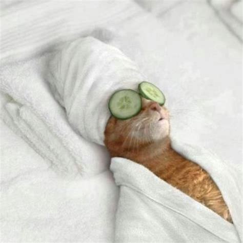 Relaxing Kitty Cute And Funny Animals Pinterest