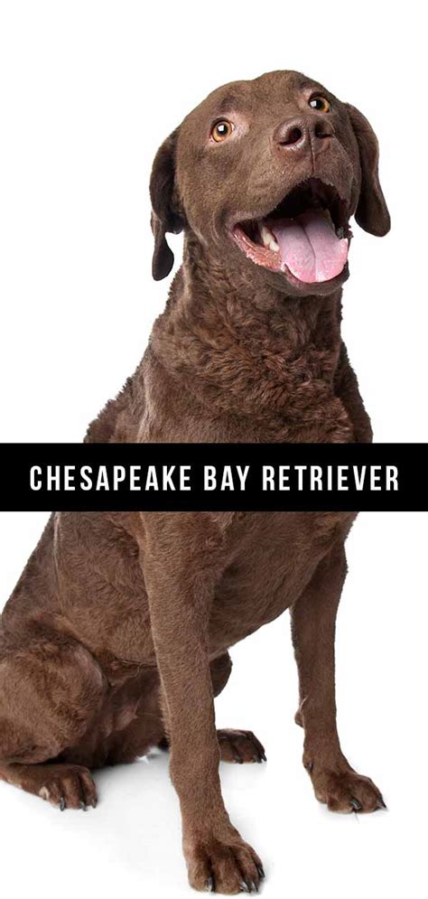 chesapeake bay retriever dog breed information center