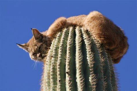 Dan And Susans Excellent Adventure Cactus Cat