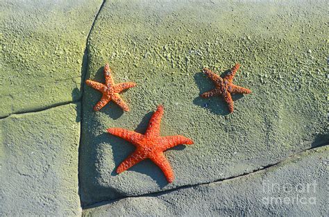 Starfish On The Rocks Photograph By Luther Fine Art Fine Art America