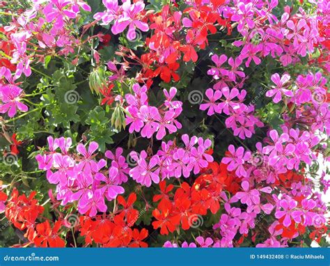 Beautiful Geranium Flower Background Stock Photo Image Of Spring