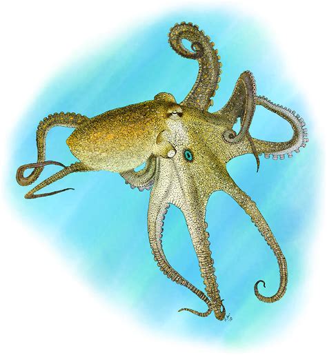 California Two Spot Octopus Photograph By Roger Hall Fine Art America