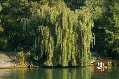20 trees that look like weeping willows with various foliage evergreen seeds