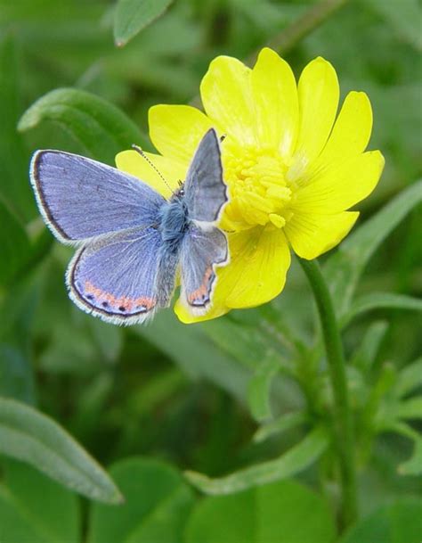 Acmon Blue ~ Butterfly Of The Earth