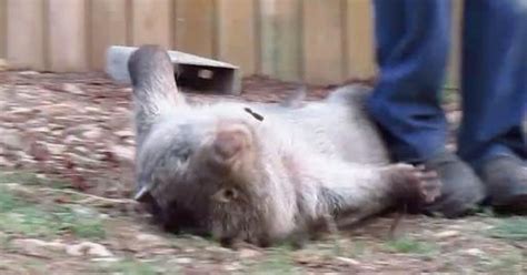 Rescued Wombat Flips Out When You Stop Petting Her The Dodo